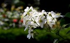 찔레꽃